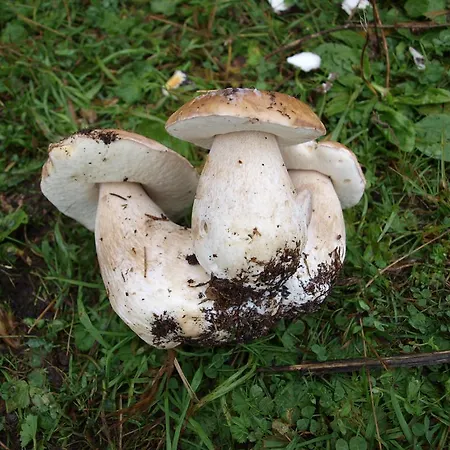 בית הארחה Koruna